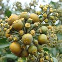 Hedera helix 'Arborescens' fruit P26